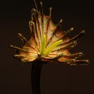 Glass Flower